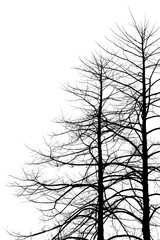 Tree without leaves black and white