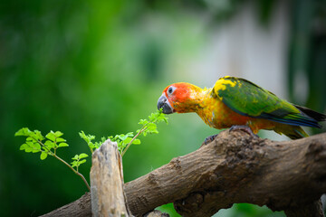 sun conure baby growth stages