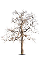 Obraz premium Dead tree isolated on a white background, clipping path.