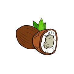 Vector colorful coconut illustration, coconut with leaves isolated on white background, hand drawn illustration.
