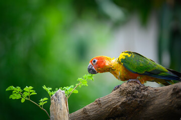 sun conure baby growth stages