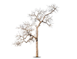 Dead tree isolated on a white background, clipping  path.