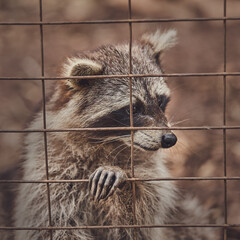 Cute raccoons in a cage in a zoo begging for food