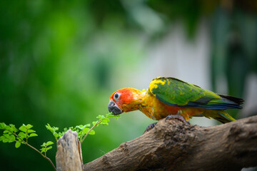 sun conure baby growth stages
