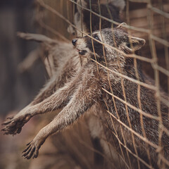 Cute raccoons in a cage in a zoo begging for food