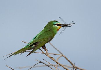 Blue-cheeked bee-eater with dragonfly at Asker marsh, Bahrain