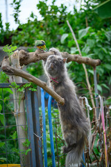 sun conure baby growth stages