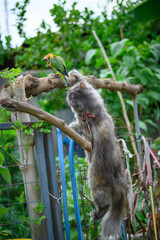 sun conure baby growth stages