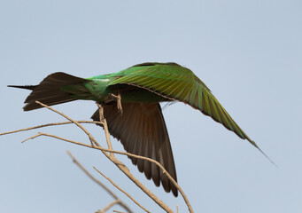 Blue-cheeked bee-eater takeoff at Asker marsh, Bahrain