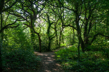 A beautiful woodland scene: Carter's Copse, Alver Valley, Gosport, Hampshire, UK