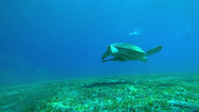 sea turtle swims underwater