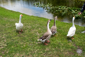 geese in the park