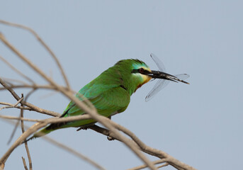 Blue-cheeked bee-eater holding a dragonfly at Asker marsh, Bahrain