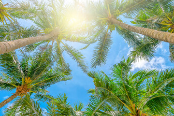 Fototapeta na wymiar Beautiful coconut tree view from below