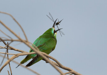 Blue-cheeked bee-eater tossing the dragonfly while feeding at Asker marsh, Bahrain