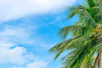 Beautiful coconut winds blazing bright sky background