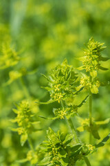 Crosswort flower (cruciata laevipes). Use in traditional medicine as remedy for rupture, rheumathism, dropsy. Focus in the middle.
