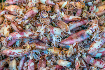 dried young squids for sale