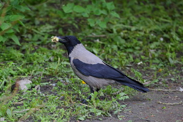 Crow with food in its beak on the ground in the green grass