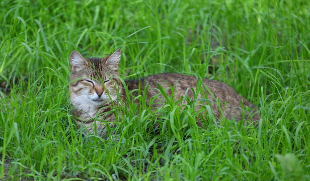 A Gray Tabby Cat Sleeps In The Green Grass