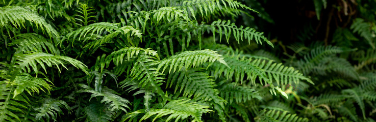 great green bush of fern in the forest.Ferns leaves green foliage. Tropical leaf. Exotic forest...