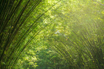 Bamboo forest beautiful in thailand