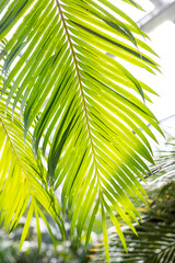 Obraz na płótnie Canvas Sun over green palm leaf.Tropical palm leaves .Huge green leaves fanning out forming lush foliage. bright green coconut background.