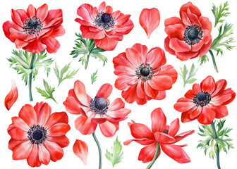 Set anemones flowers. Botanical watercolor floral illustration for design