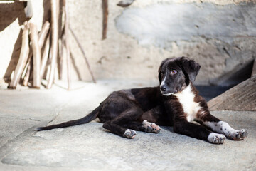 A small lonely puppy sleeps in the yard of an old house in the village