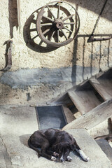 A small lonely puppy sleeps in the yard of an old house in the village