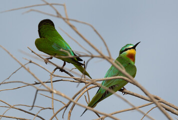 A pair of Blue-cheeked bee-eater at Asker marsh, Bahrain