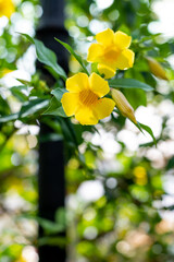 Allamanda schottii is a beautiful bright yellow. vibrant yellow large trumpet-shaped flowers of Allamanda under sunlight. fresh yellow color buds and green leaves