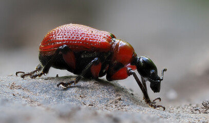  Haselblattroller (Apoderus coryli)