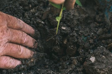 World environment day reforesting, Hands of young man helping were planting the seedlings and tree growing into soil while working in the garden as save the world, earth day and ecology concept.