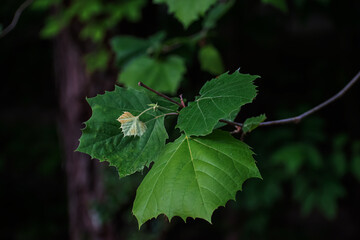 leaves in the sun