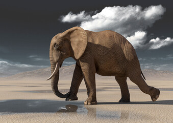 Obraz premium african elephant is walking on desert after rain