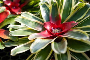 Neoregelia carolinae, tricolor plant.Neoregelias grow attached to the branches of forest tree....