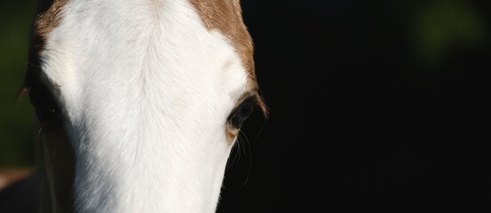 Bald face foal horse close up isolated on dark black background.