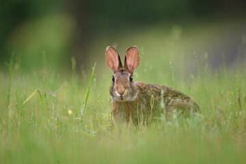 rabbit in the grass