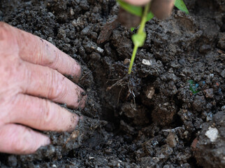 World environment day reforesting, Hands of young man helping were planting the seedlings and tree growing into soil while working in the garden as save the world, earth day and ecology concept.