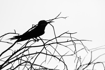 Silhouette of a Blue-cheeked bee-eater at Asker marsh, Bahrain