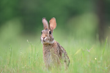 rabbit in the grass