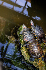 Pond slider turtles resting near the water,fresh water pond.Brazilian turtle or Red-eared slider...