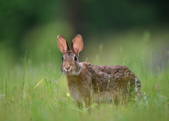 rabbit in the grass