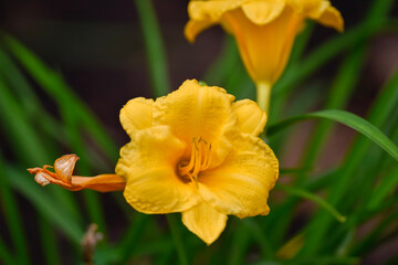 Fototapeta premium yellow tulip flower