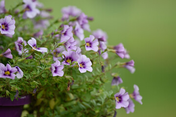 Obraz premium flowers in the garden