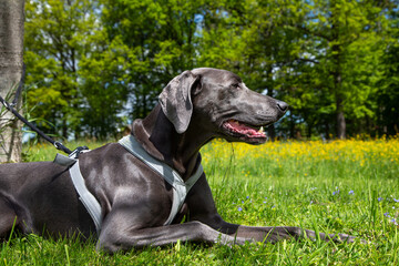 weimaraner pet on a leash lying on the grass