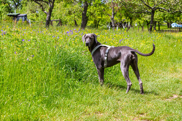 weimaraner pet dog stands beside a green meadow