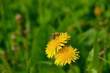 Pszczoła zapylająca mniszka lekarskiego © ukasz