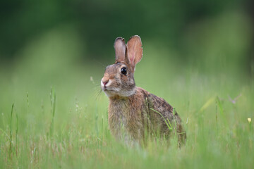 rabbit in the woods